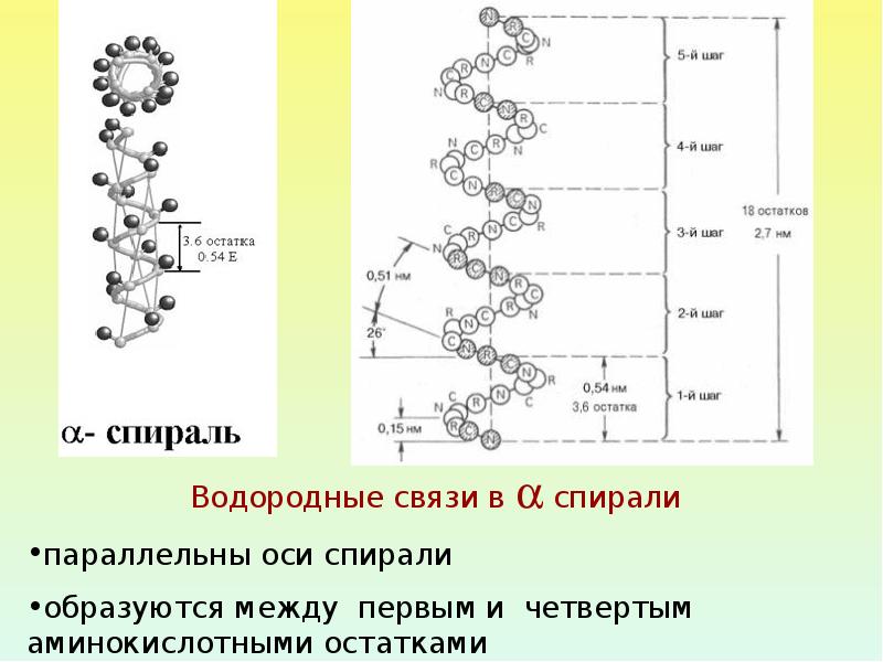 Структуры белка егэ