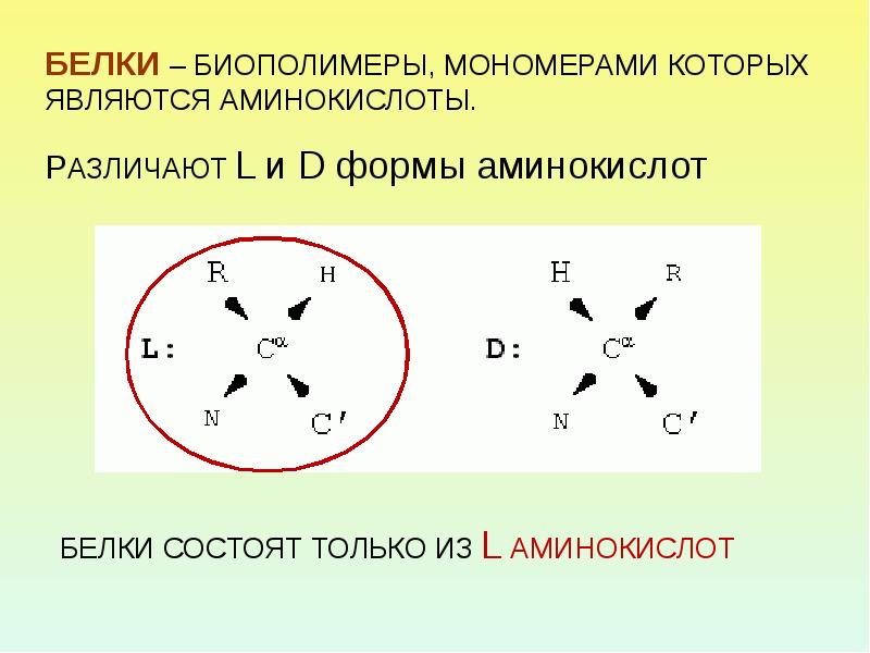 Обозначь рисунок на котором представлена первичная структура белка