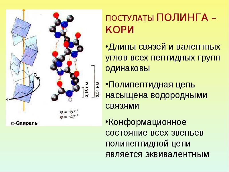 Первичная структура белка фото