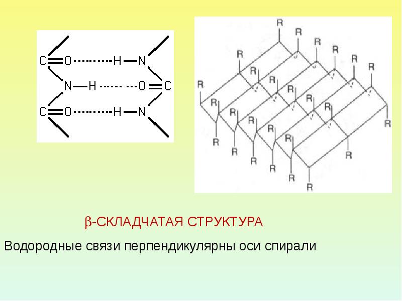 Первичная структура белка фото