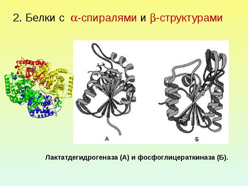 Установи рисунок на котором представлена первичная структура белка