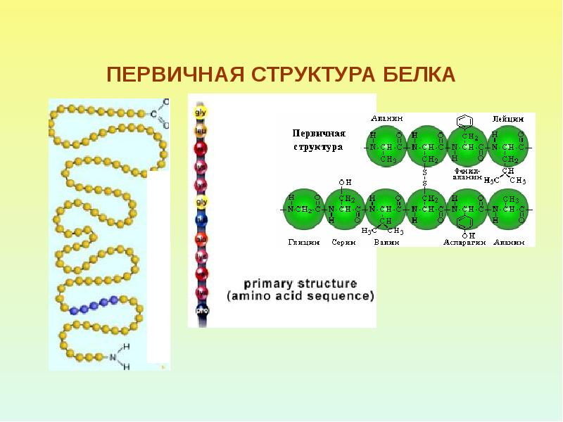 Первичная структура связи. Первичная структура белка. Первичная структура белка связи. Первичная структура. Рисунок на котором представлена первичная структура белка.