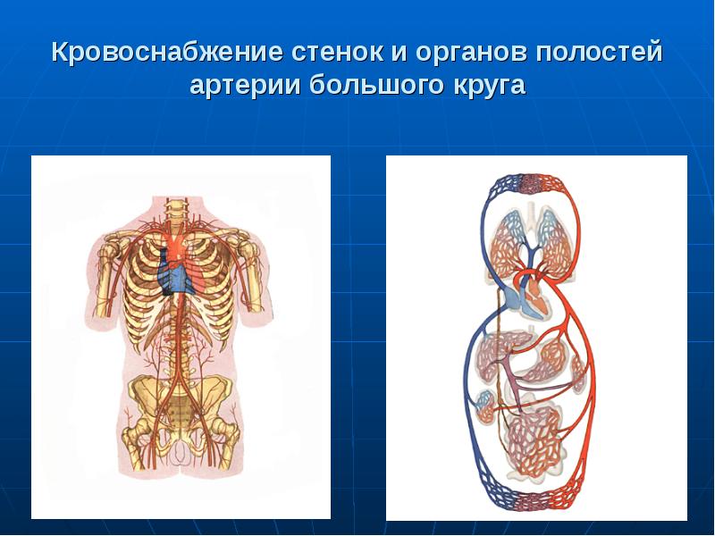 Кровоснабжение грудной стенки