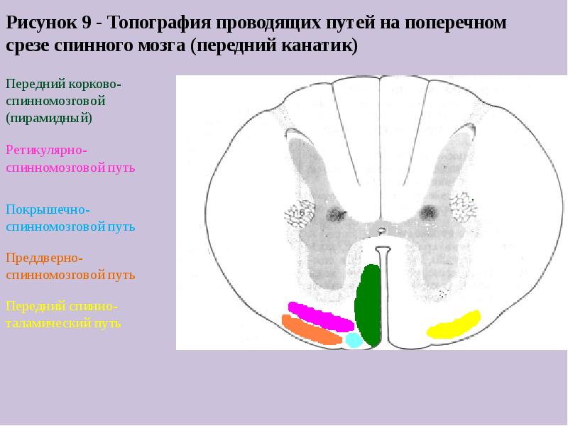 Покрышечно спинномозговой путь схема