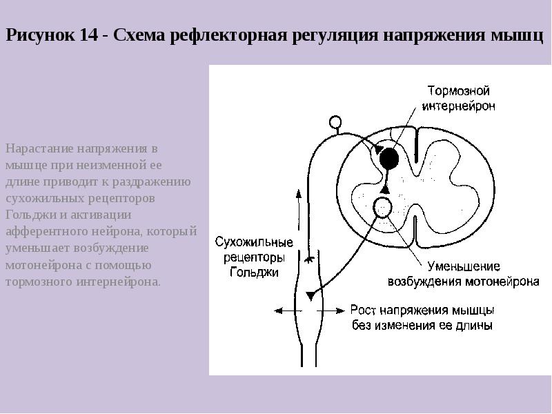 Схема спинальных механизмов регуляции мышечного тонуса с каналами обратной связи