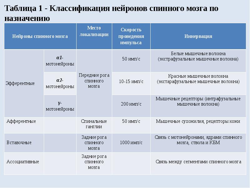 Морфофункциональная характеристика спинного мозга презентация