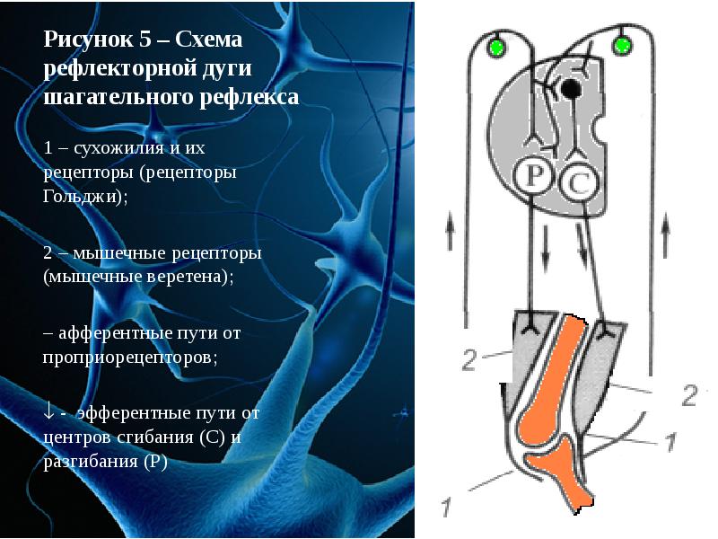 Схема шагательного рефлекса