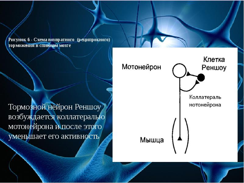 Чувствительный мотонейрон