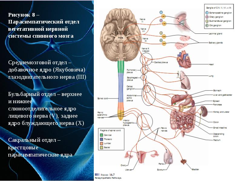 Вегетативные ядра содержат. Среднемозговой отдел парасимпатической системы. Мезэнцефалический отдел парасимпатической нервной системы. В каком отделе мозга располагается верхнее слюноотделительное ядро. В Центральном отделе ядра вегетативной нервной системы.