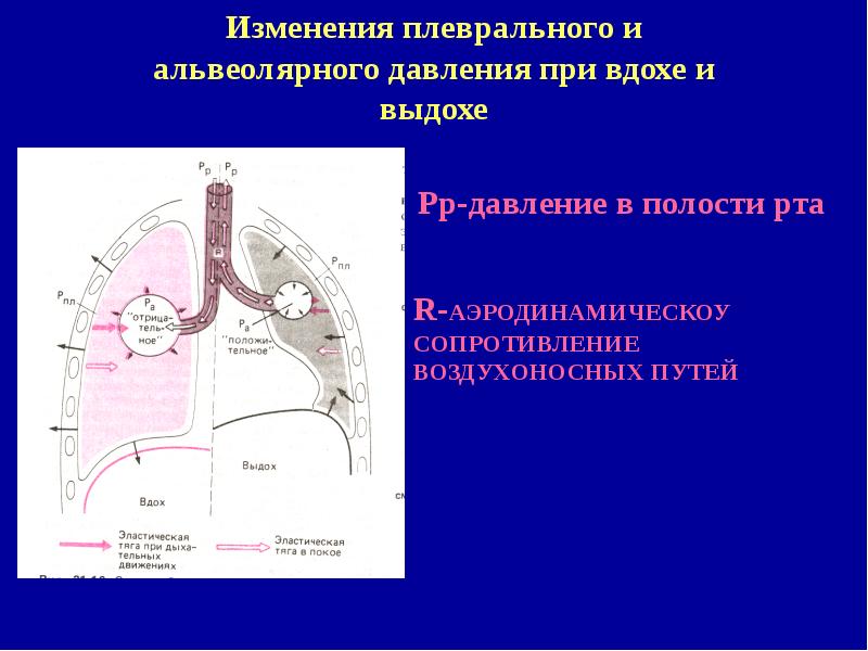 Давление в легких. Изменение плеврального давления при вдохе и выдохе. Изменение давления в плевральной полости. Давление в плевральной полости при вдохе. Давление в плевральной полости при вдохе и выдохе.