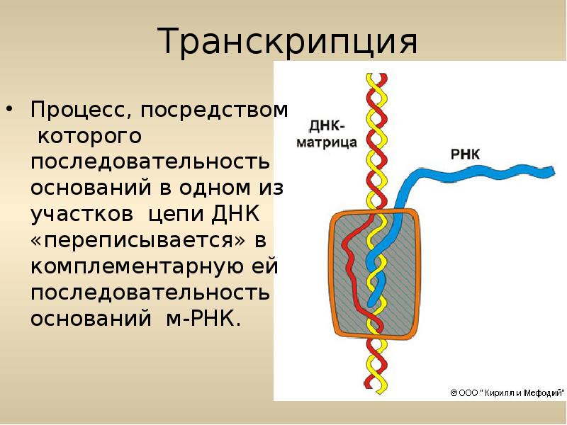 Транскрипция это процесс