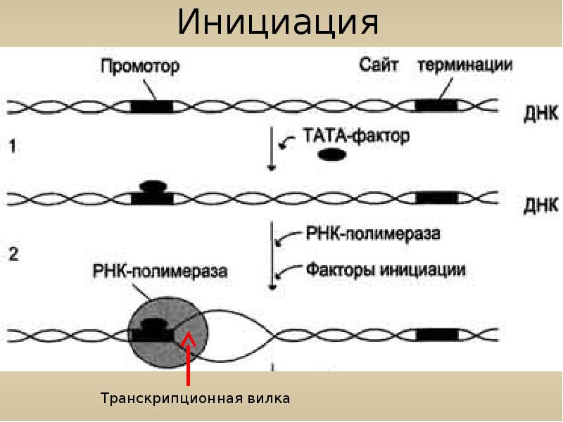 Контур инициация. Транскрипция инициация элонгация терминация. Схема инициации транскрипции. Терминация транскрипции схема. Стадии инициации транскрипции.