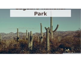 Saguaro National Park