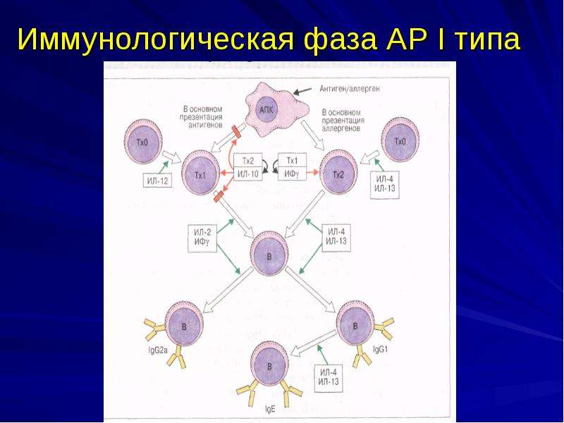Презентация по патофизиологии об аллергии