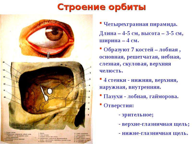 Строение век человека. Строение орбиты глаза человека. Внутренняя стенка орбиты. Строение глазничной области.