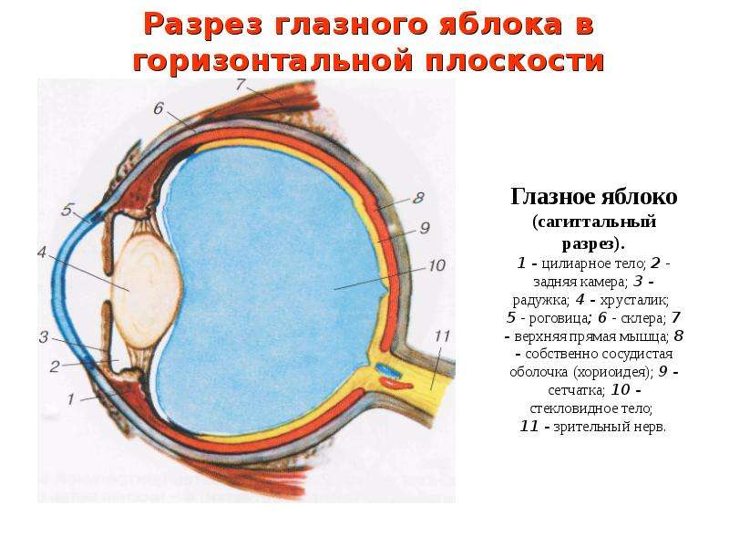 Структура глазного яблока регулирующей