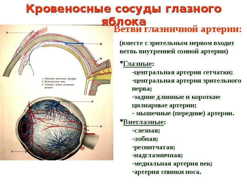 Глазная артерия. Надблоковая и надглазничная артерия. Зрительный нерв и глазная артерия.