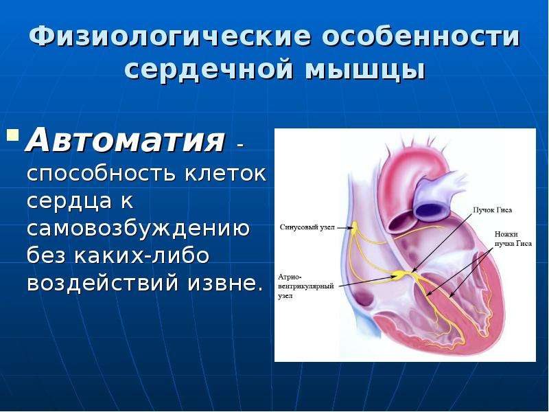 Свойства сердечной мышцы физиология презентация