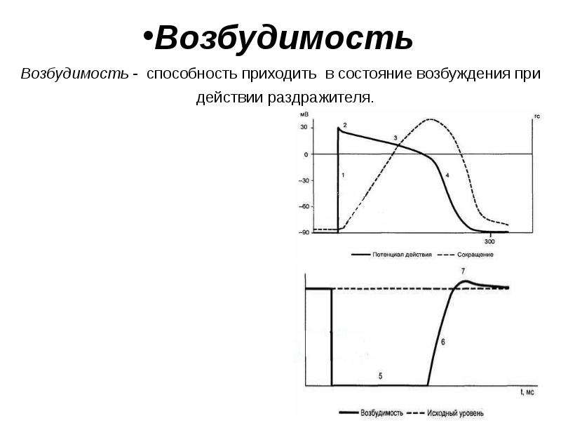 Возбудимость. График возбудимости физиология. Возбудимость это в физиологии. График изменения возбудимости. Фазы возбудимости сердца.