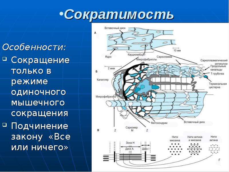 Сократимость это. Сократимость это в физиологии.