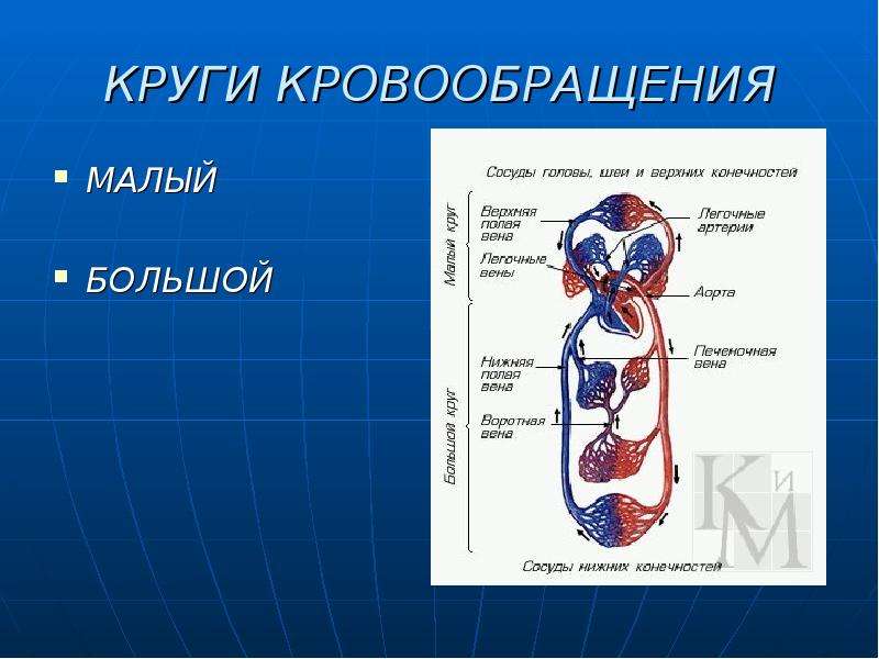 Большой круг кровообращения млекопитающих схема