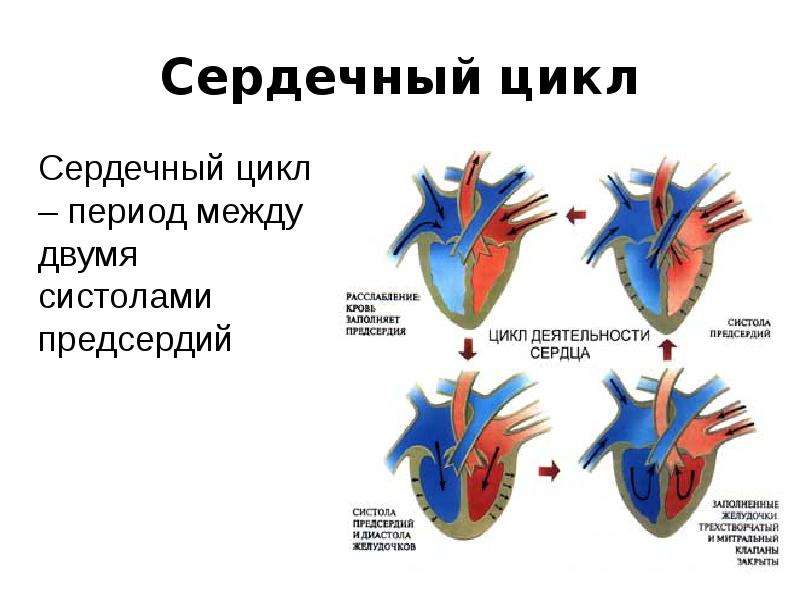 Сердечный цикл схема физиология