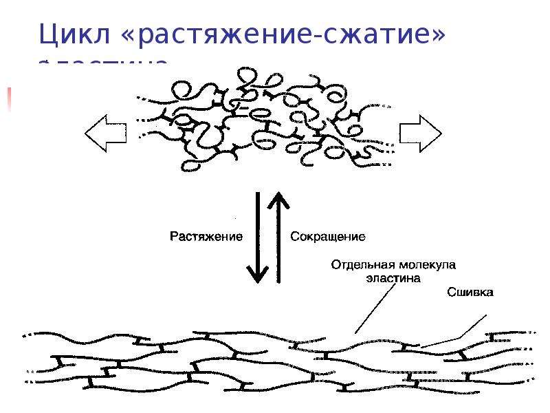 Биохимия нервной ткани презентация