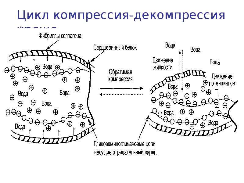 Схема получения ткани