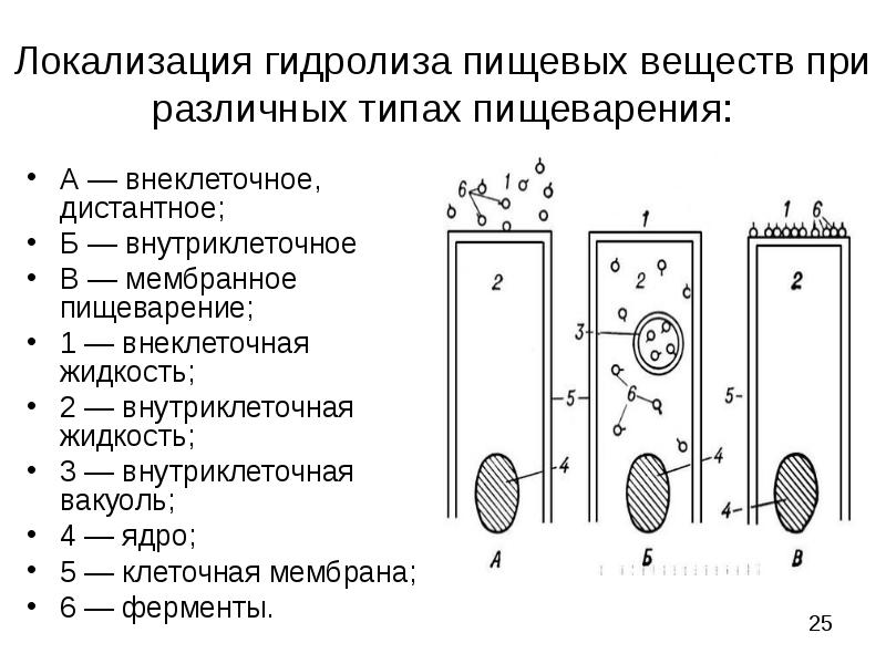 Внутриклеточное пищеварение рисунок