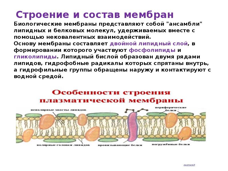 Состав биологической мембраны