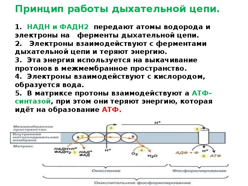 Дыхательная цепь митохондрий схема