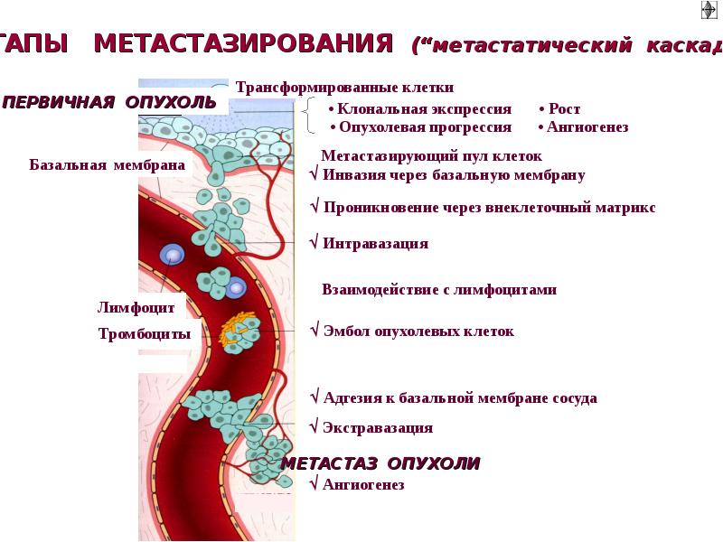 Патофизиология опухолевого роста презентация