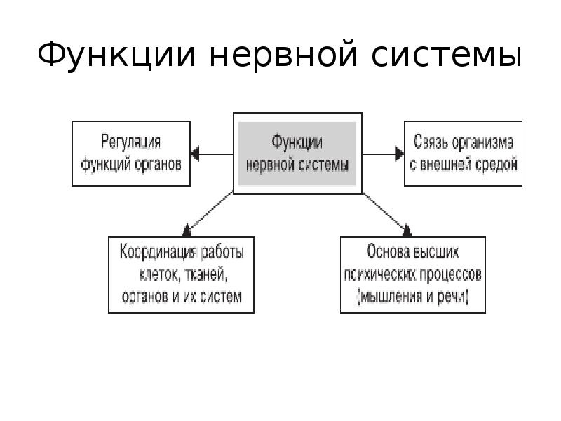 Схема функционального деления нервной системы. Функции нервной системы схема. Строение и функции НС.