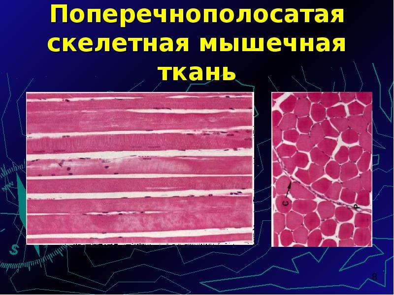 В скелетной мышечной ткани клетки какие. Поперечнополосатая мышечная ткань. 8. Поперечнополосатая Скелетная мышечная ткань.. Поперечнополосатая Скелетная мышечная ткань гистология препарат. Скелетная мышечная ткань гистология.