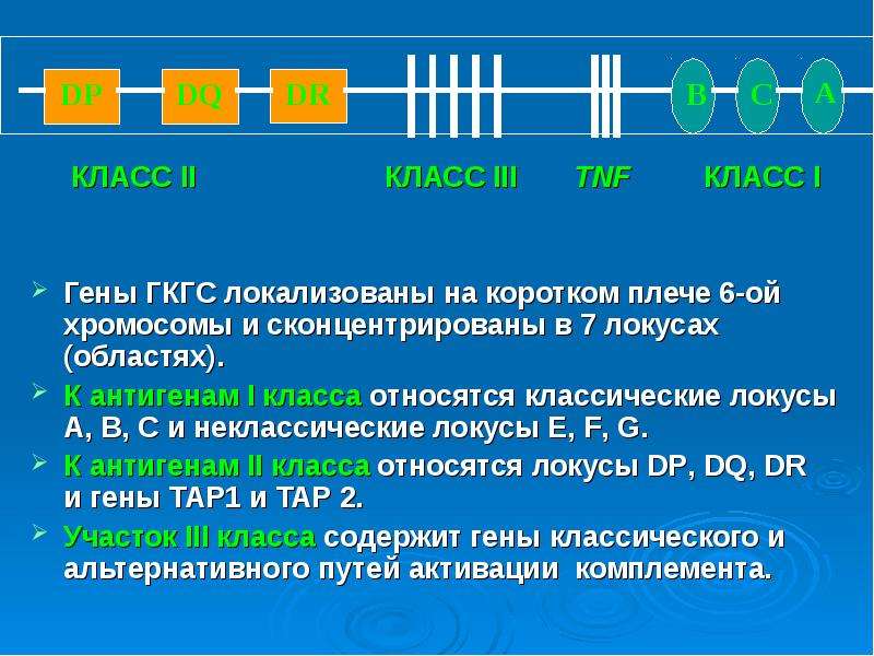 Генетическая карта локуса