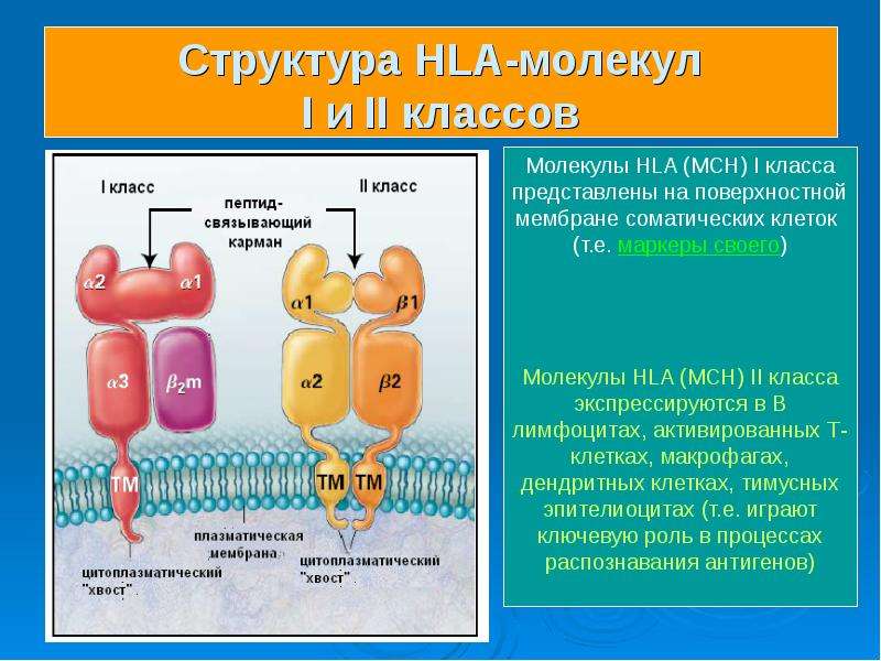 Схема строения молекулы мнс