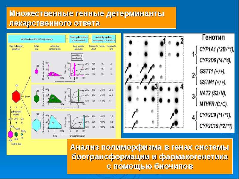 Генетический контроль иммунного ответа презентация