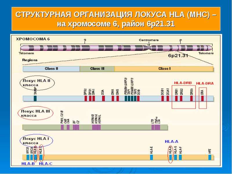 Генетическая карта локуса