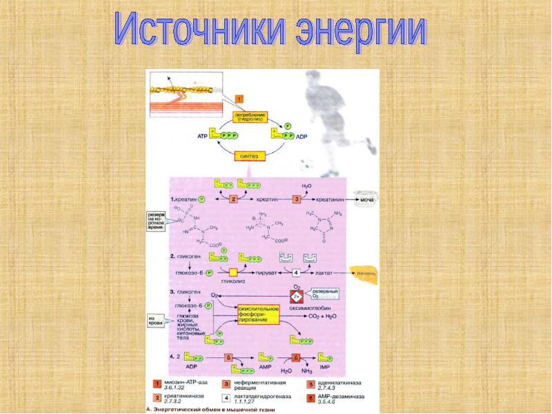 Биохимия мышечной ткани презентация