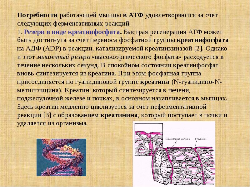 Биохимия мышечной ткани презентация