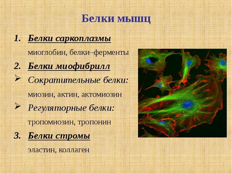 Белки тканей. Белки саркоплазмы. Белки стромы мышечной ткани. Белки саркоплазмы мышечной ткани. Саркоплазматические белки миоглобин.