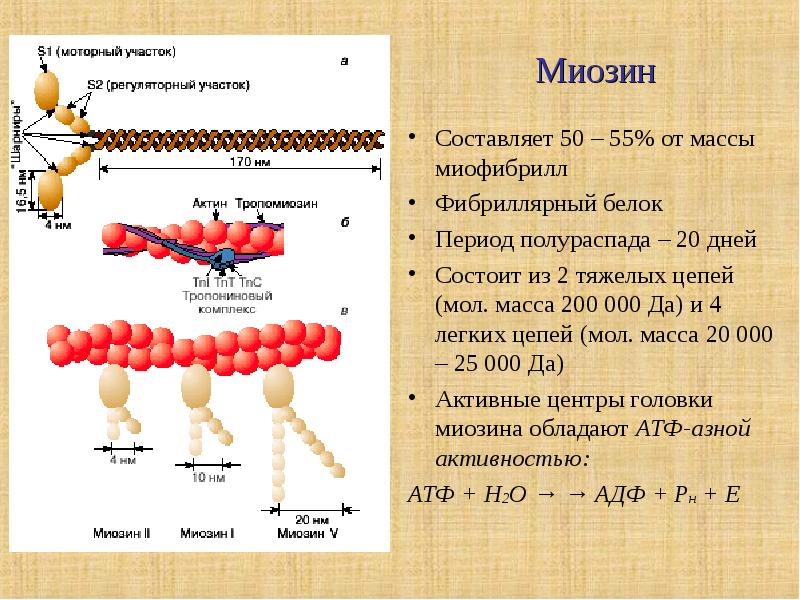Белок миозин 2. Структура и функции миозина. Актин миозин биохимия. Миозин функция белка.