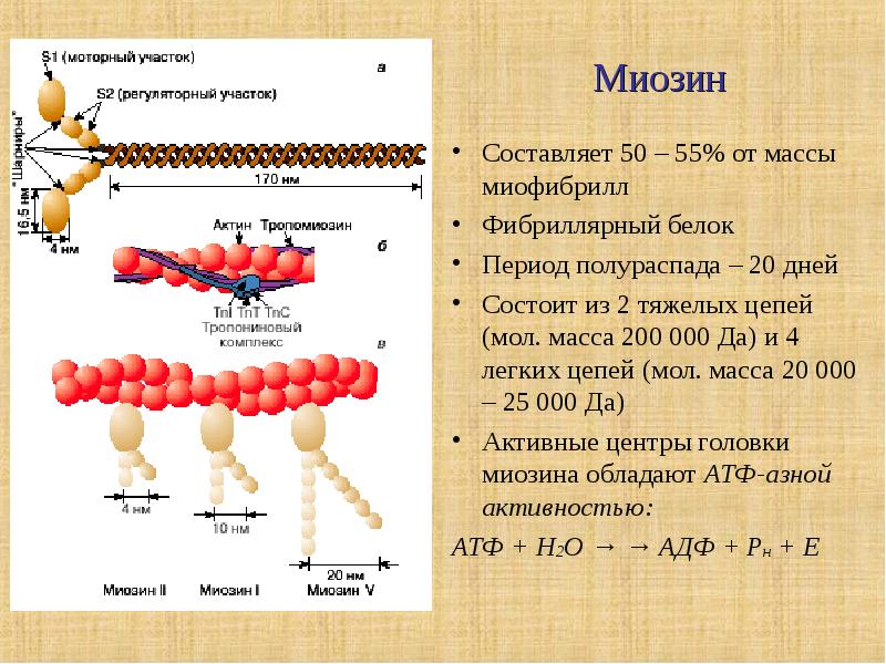 Белки атф. Структура и функции миозина. Функции миозина биохимия. Актин миозин биохимия. Миозин структура белка.