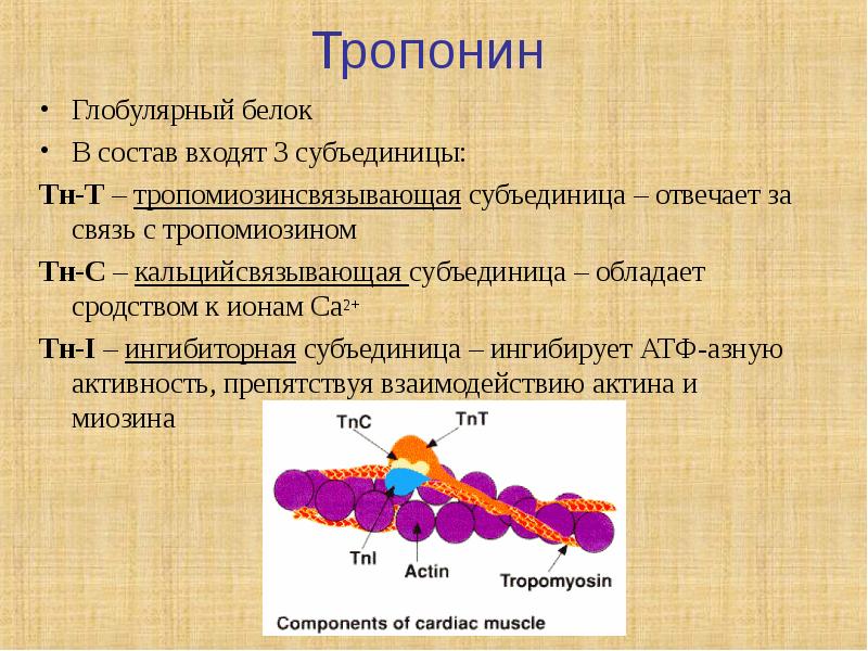 Из субъединиц состоят. Субъединицы тропонина. Белки тропонинового комплекса биохимия. Тропонин функция. Трополин.