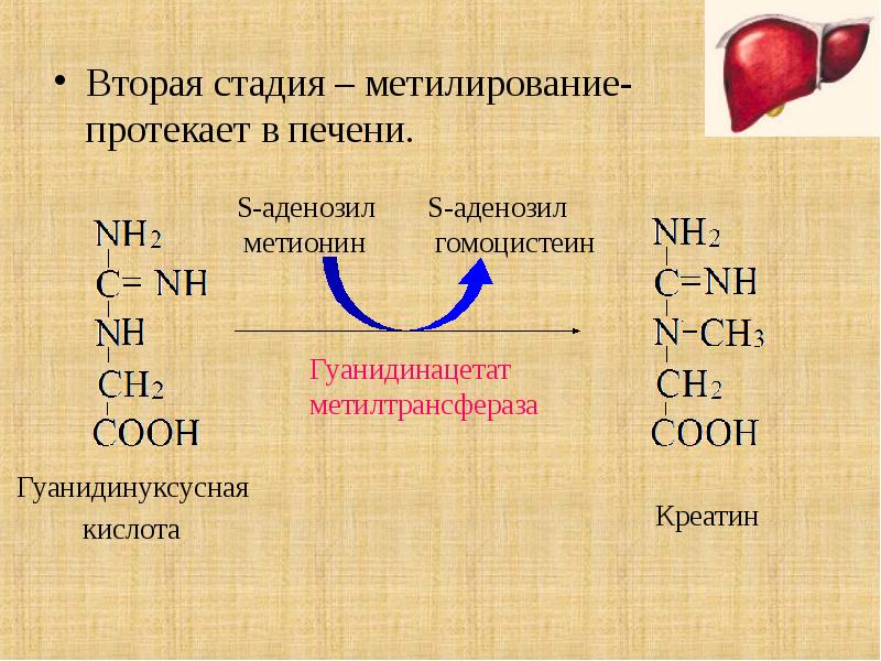 Вторая фаза детоксикации