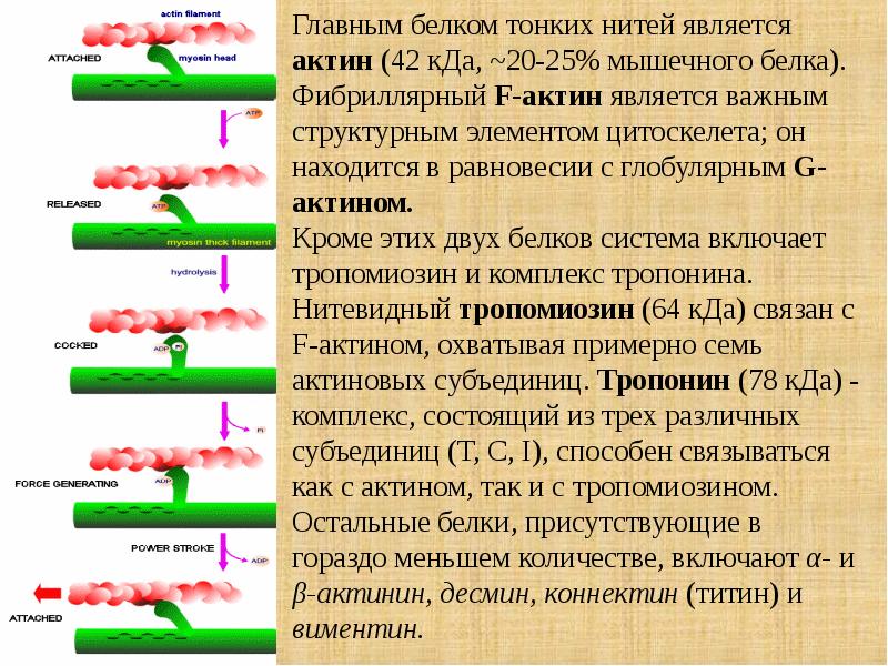 Биохимия мышечной ткани презентация