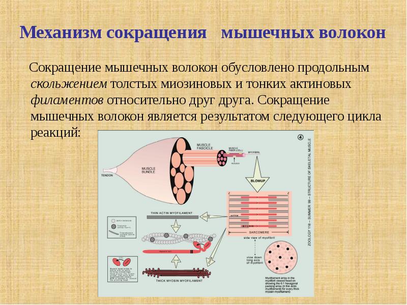 Презентация биохимия мышечного сокращения