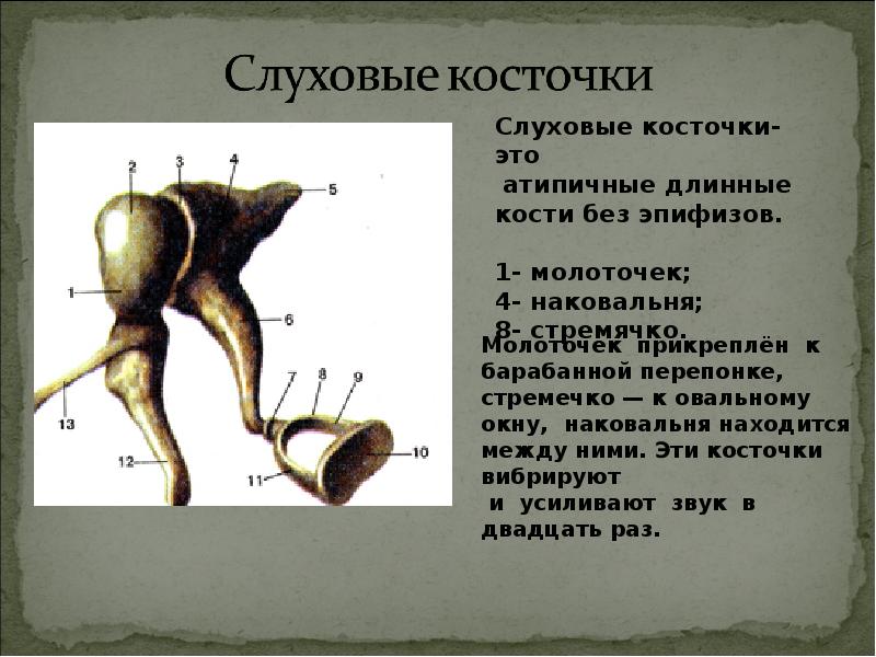 Слуховые косточки. Строение слуховых косточек. Молоточек наковальня стремечко на латыни.