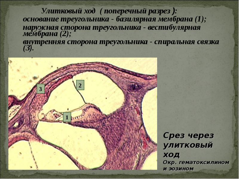 Стенки улиткового протока