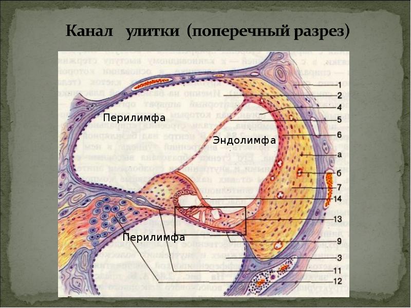 Стенки улиткового протока